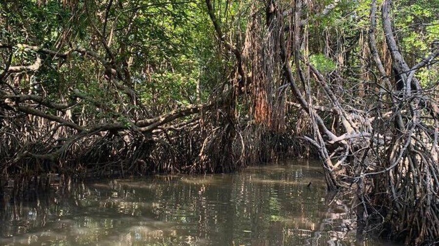 Mangrove Adventure