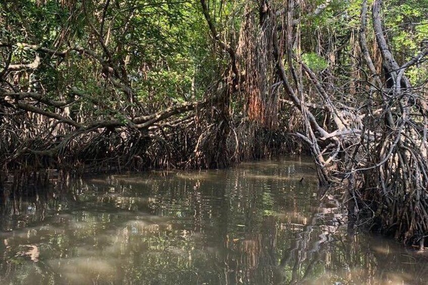 Mangrove Adventure