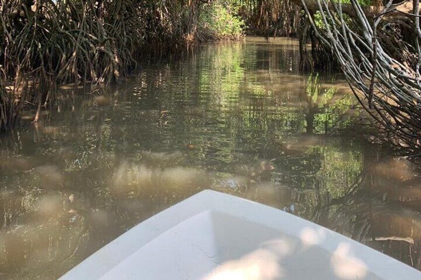 Mangrove Adventure
