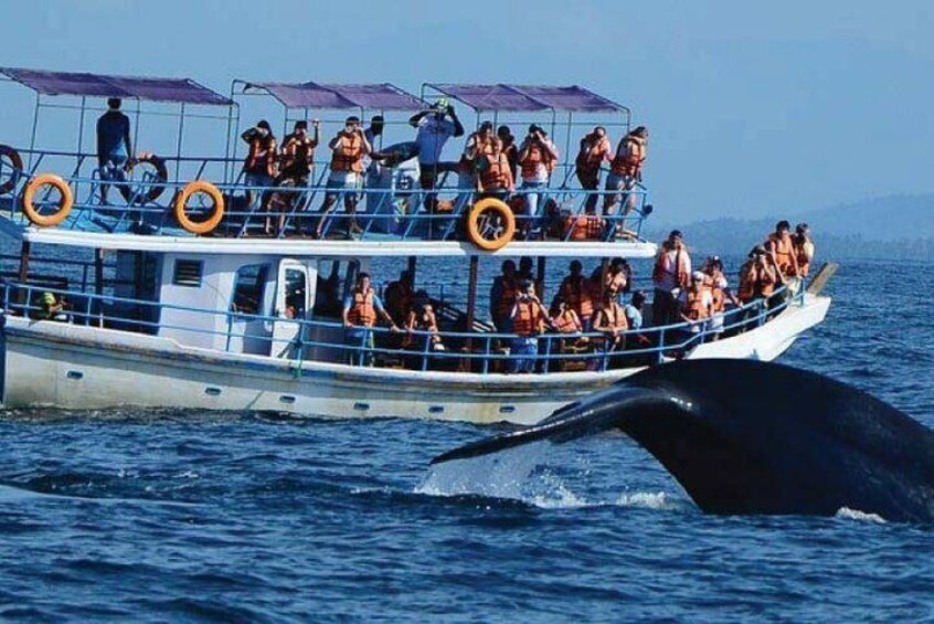 Whale Watching Experience in Mirissa