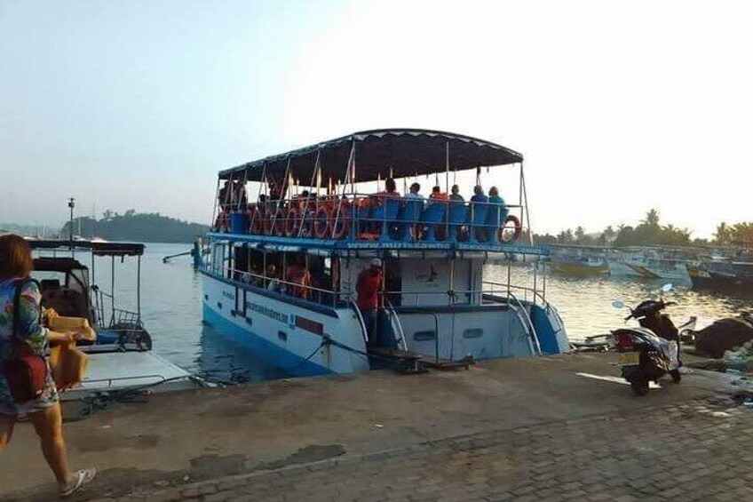 Whale Watching Experience in Mirissa