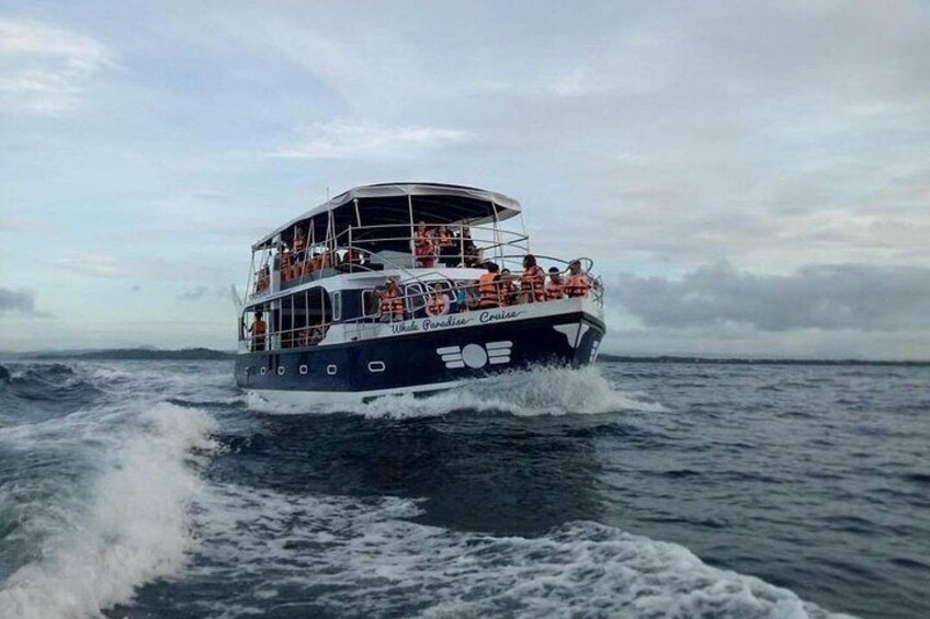 Whale Watching Experience in Mirissa