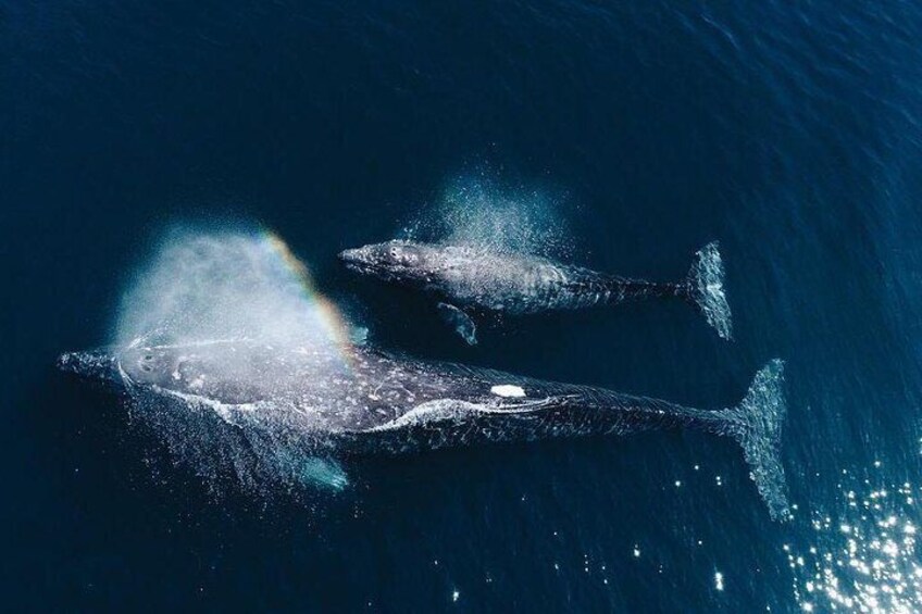 Whale Watching Experience in Mirissa