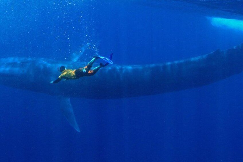 Snorkeling with Whales in Mirissa