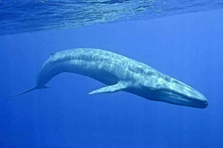 Snorkeling with Whales in Mirissa