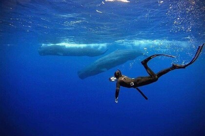 Snorkelling with Whales in Mirissa