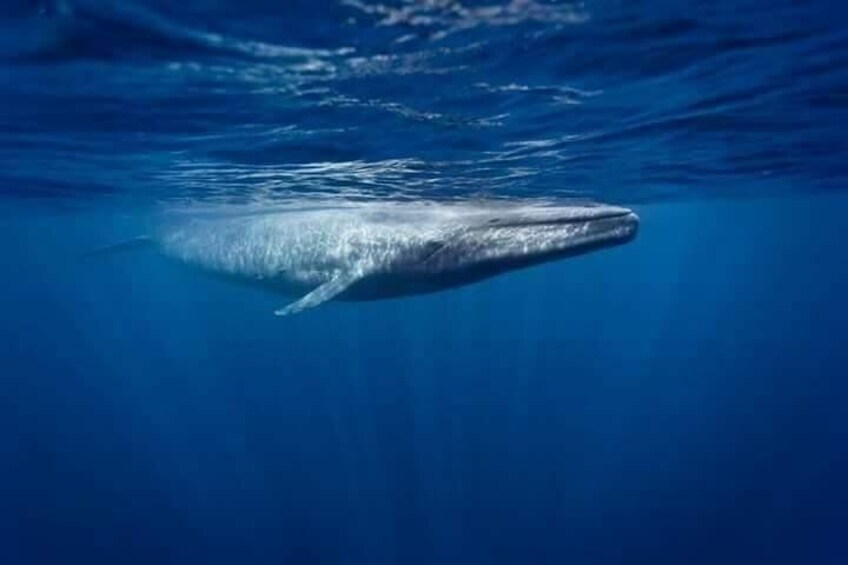 Snorkeling with Whales in Mirissa