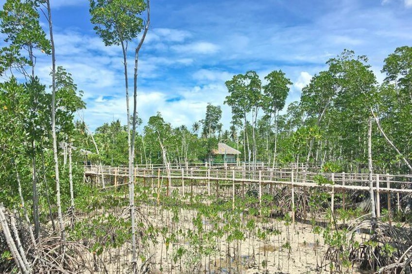 Omagieca (Mangrove Park)