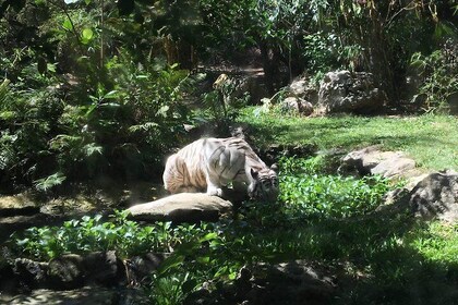 Cebu Safari og Adventure Park