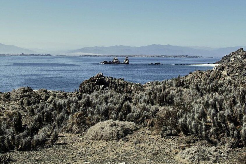 La Serena: Full day to Isla Damas & Humbolt Pinguino National Reserve