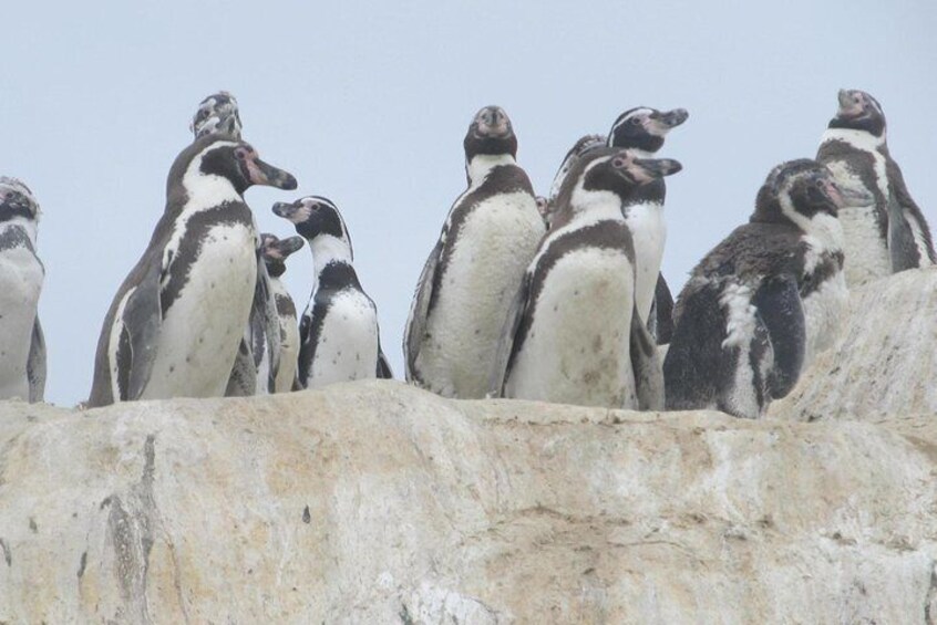 La Serena: Full day to Isla Damas & Humbolt Pinguino National Reserve