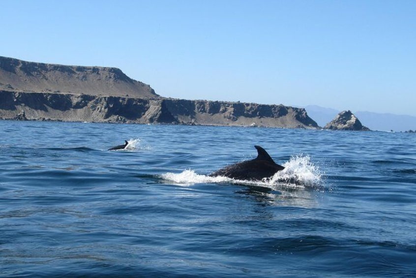 La Serena: Full day to Isla Damas & Humbolt Pinguino National Reserve