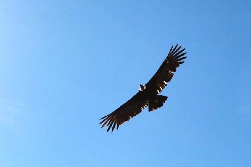 Vuelo del Condor