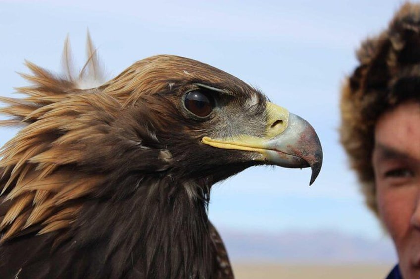 eagle photoshooting