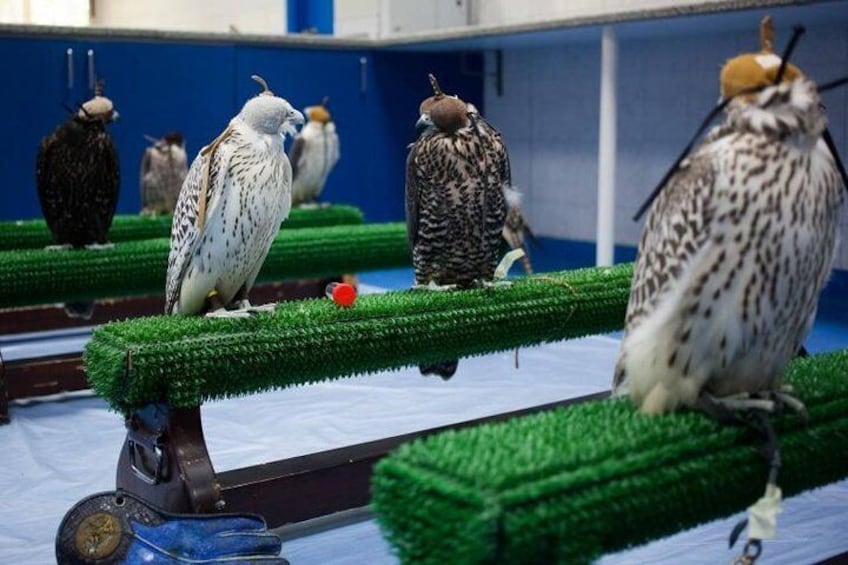 Falcon Hospital Tour