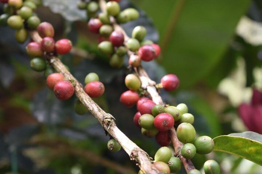 Organic Coffee Tour and Gorgeous Waterfalls in Minca