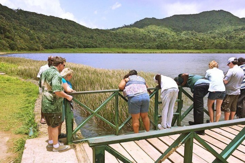 Small-Group Adventure Trek in Grand Etang National Park