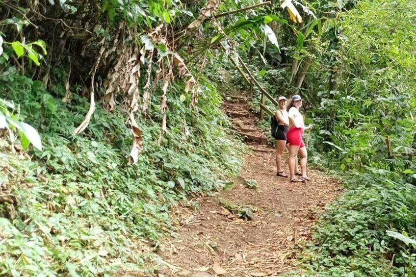 Small-Group Adventure Trek in Grand Etang National Park