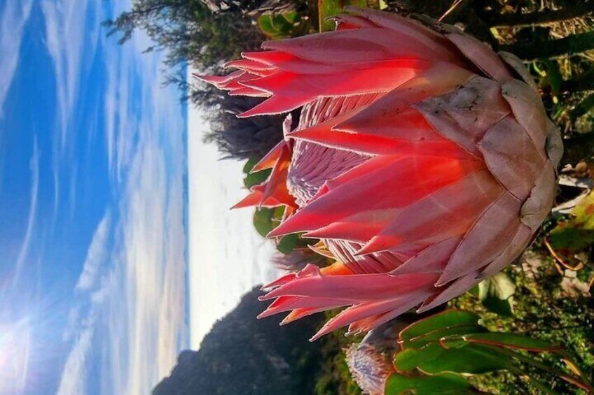 Cape Agulhas Tour