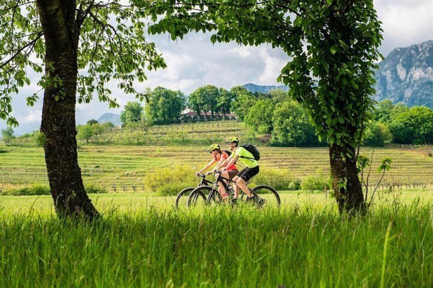 Cycling through the fields of Vipava Valley.