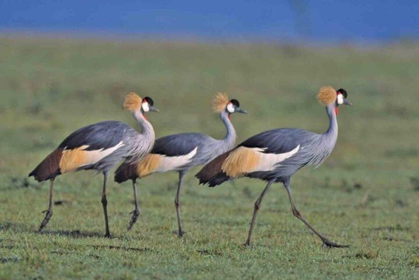 Nairobi National Park Tour