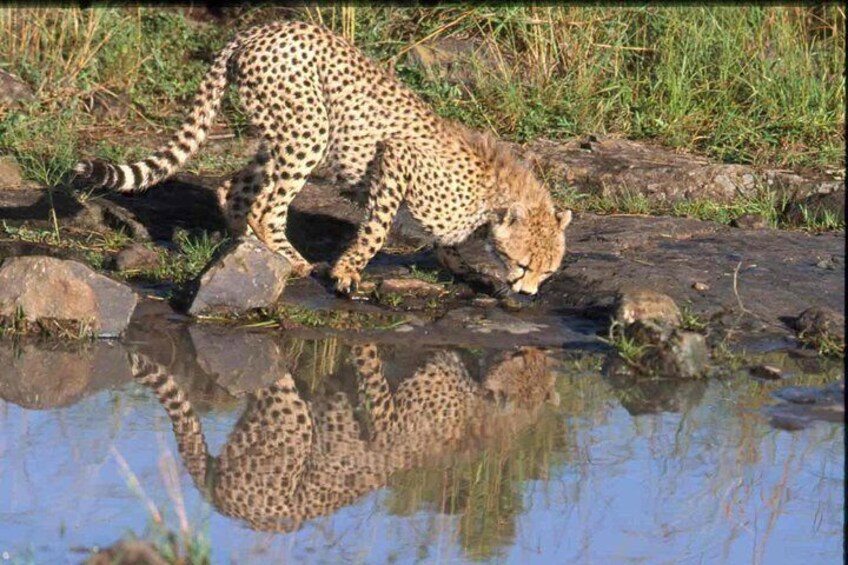 Nairobi National Park Tour