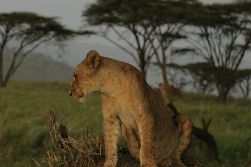 Nairobi National Park Tour