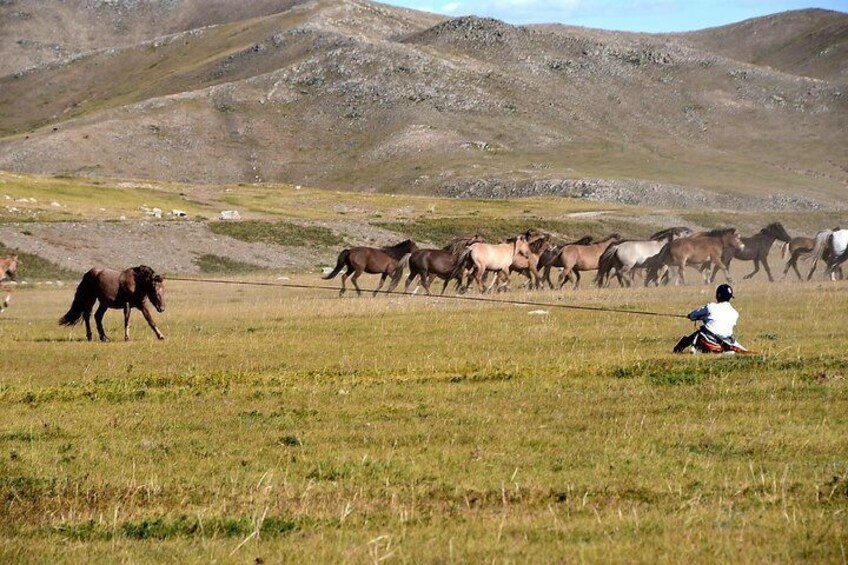 Terelj National Park and Chinggis Khaan Statue Tour