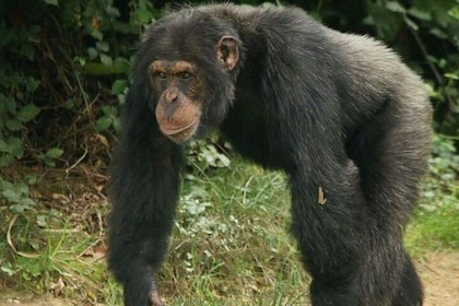 3-daagse chimpansee-tracking in Kibale Forest Park