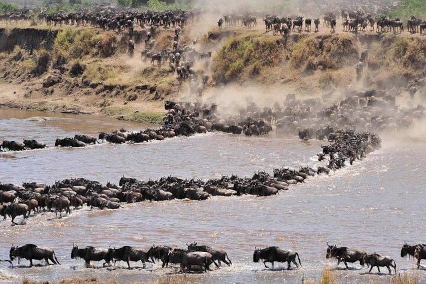 GREAT WILDEBEEST MIGRATION