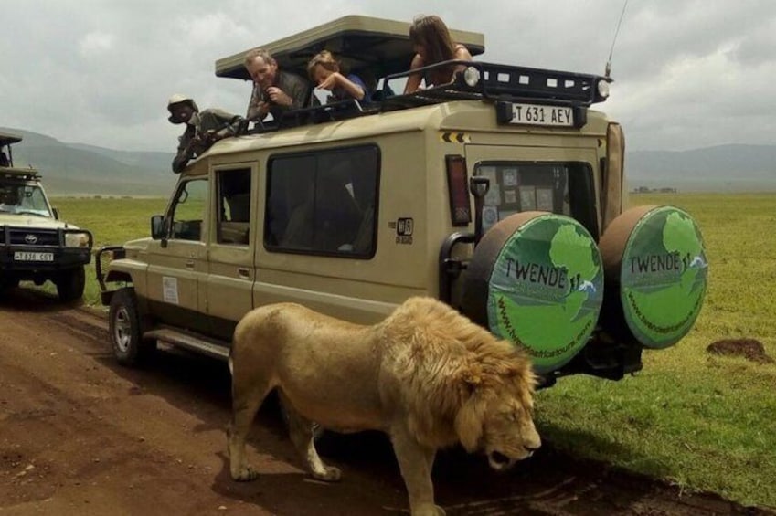 Our pride in Ngorongoro Crater