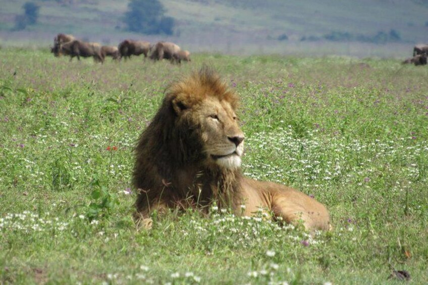 Animals Migration in Serengeti national Park 6 Days Safaris