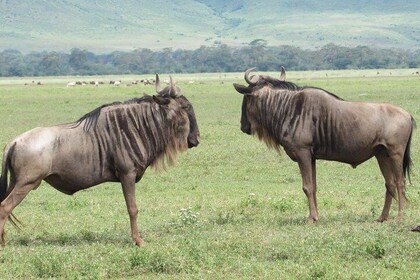 Animals Migration in Serengeti national Park 6 Days Safaris