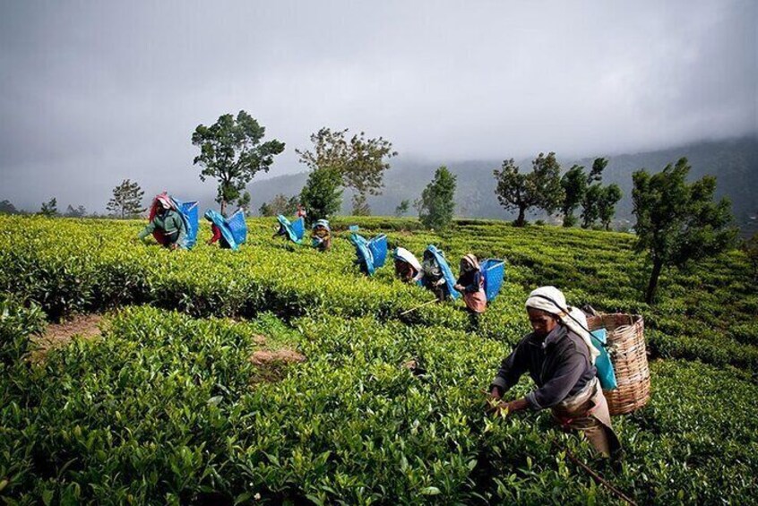 Kandy Sightseeing Day Tour from Negombo / Colombo / Bentota (All Inclusive)