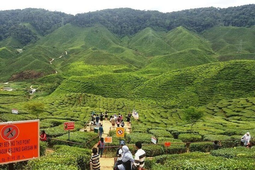 Tea Plantation