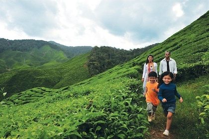 Cameron Highlands Full Day Tour (pick up from Kuala Lumpur)