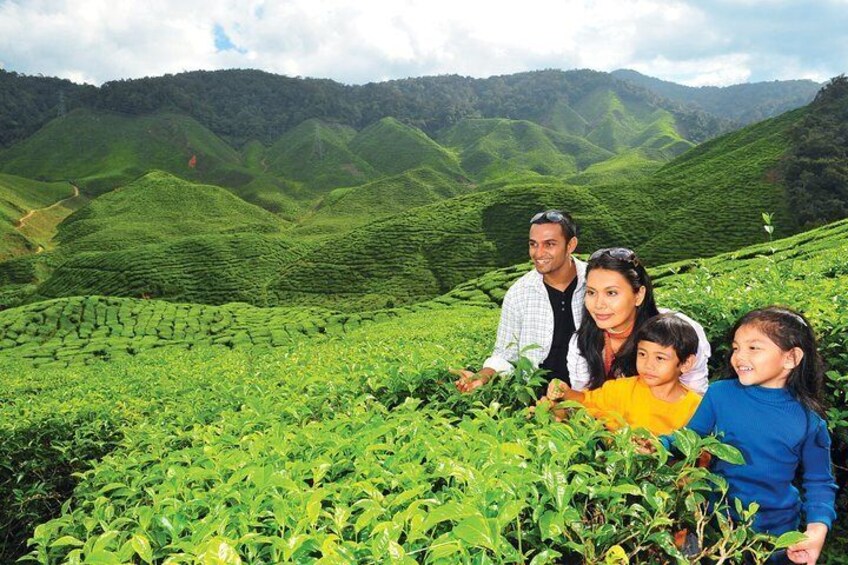 Tea Plantation 