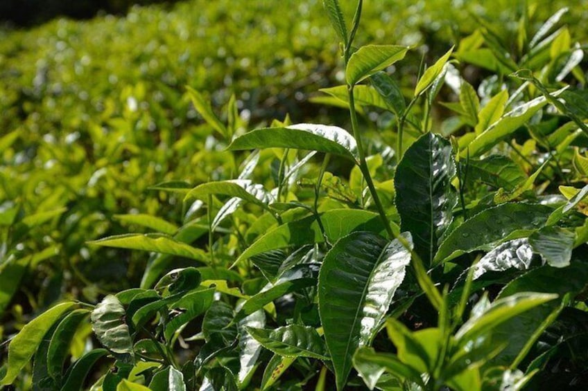 Tea Leaves