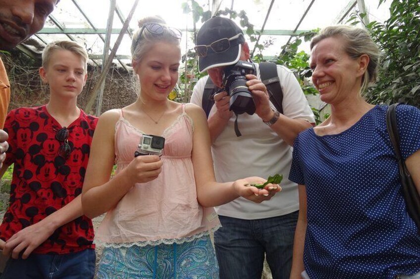 Butterfly Farm