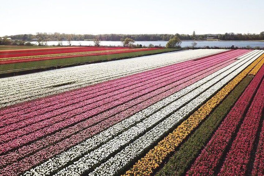 Experience the flower bulb region