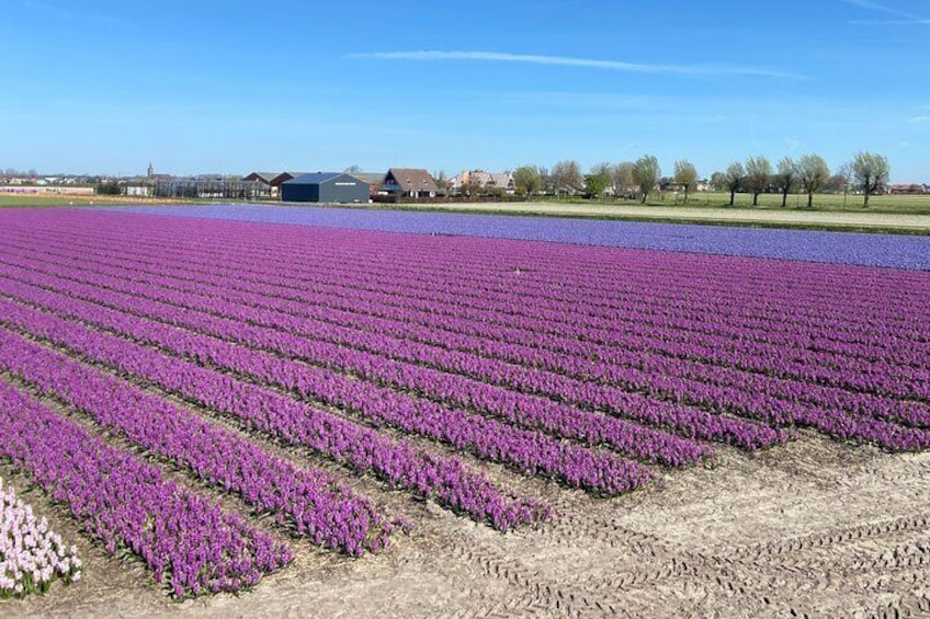 Drive it yourself electric Tulip and Flower Fields GPS audio tour