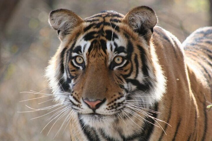 Tiger in Ranthambhore