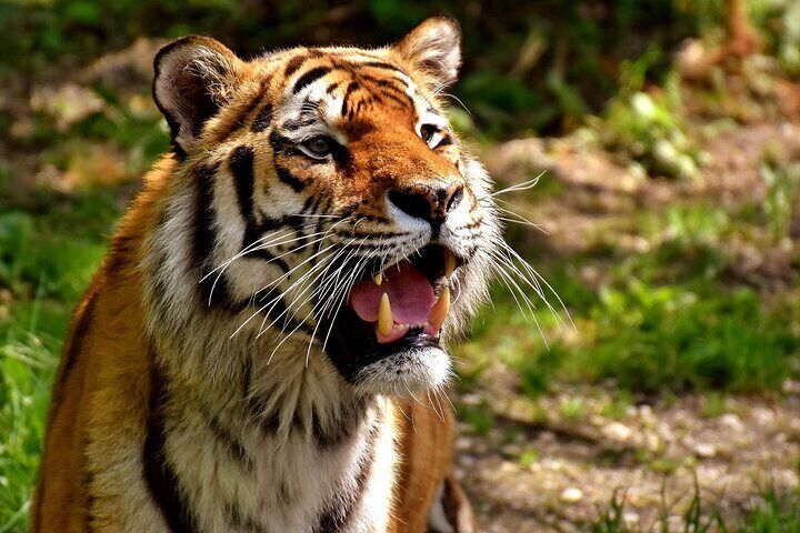 Delhi, Agra, Jaipur & Ranthambhore Tiger Safari 5-Day Tour