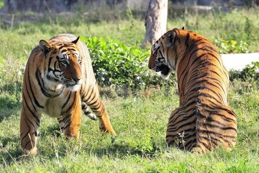 Tiger in Ranthambhore