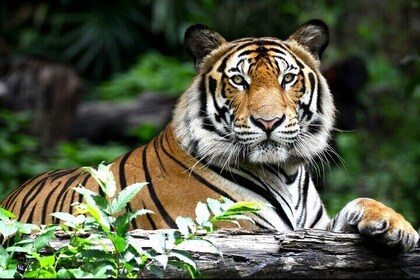The Maharaja Trail : 5 Days Delhi, Agra, Ranthambhore, Jaipur