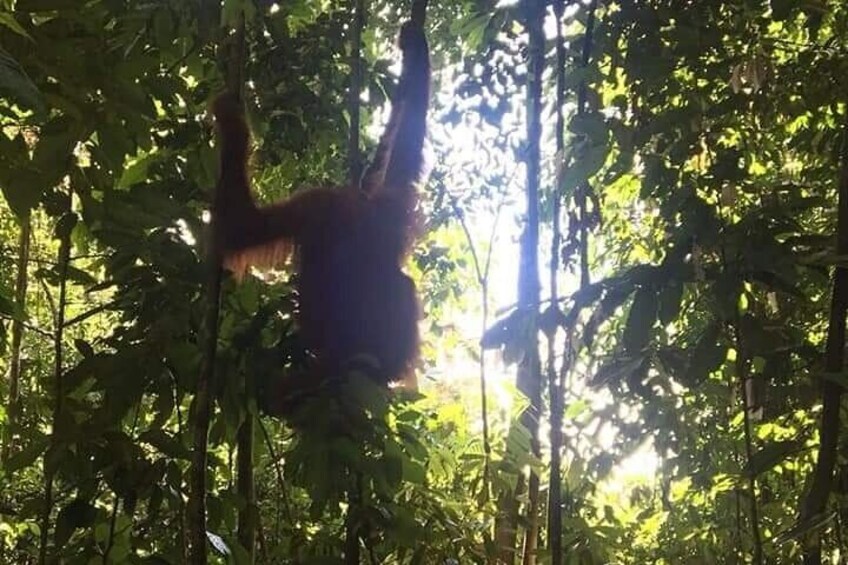 Sumatra orang utan haven