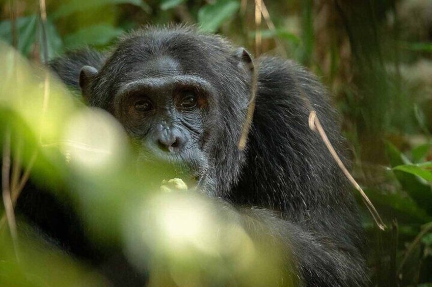 Chimps in Kibale