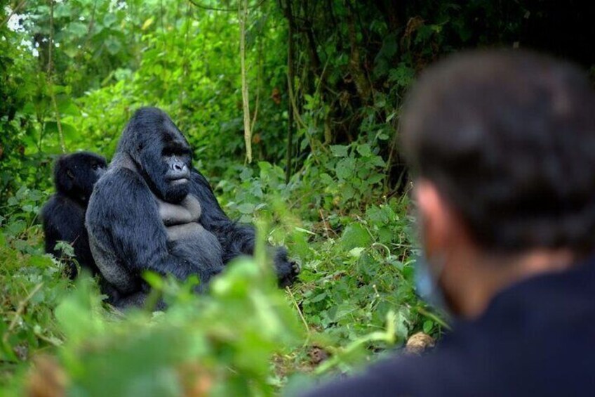 Watching the silverback and his family