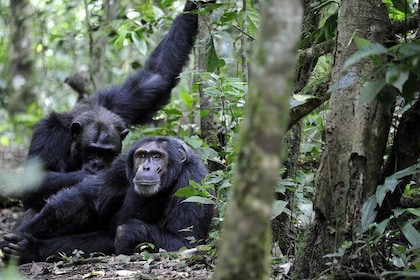 8-Day Classic Uganda Primates & Wildlife Tour