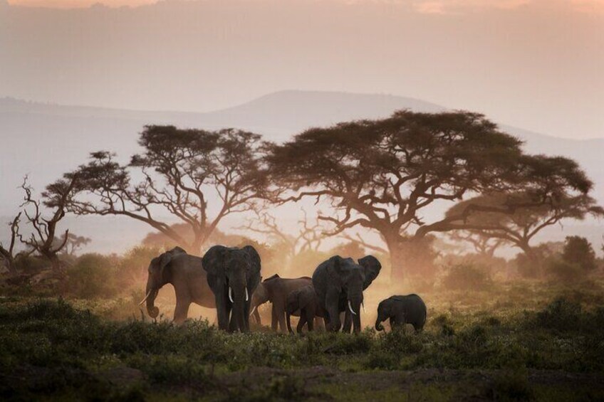 Elephants on safari